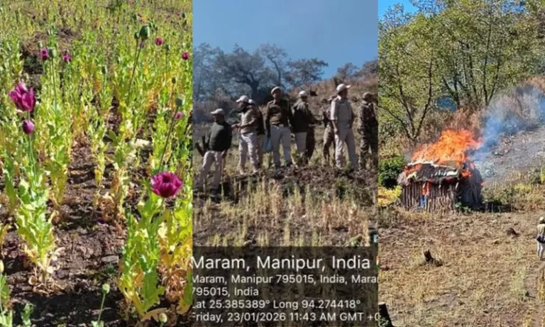 Manipur: सुरक्षा बलों ने 8.7 लाख रुपये की 25 एकड़ अवैध अफीम की फसल नष्ट की