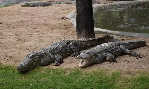 ग्लूकेम बायोकेयर कंपनी ने Hyderabad Zoo में मगरमच्छों को गोद लिया है
