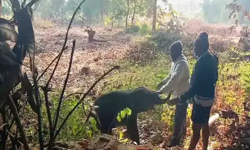Odisha: मछली पकड़ने के जाल में फंसे हाथी के बच्चे का सफल रेस्क्यू Odisha: मछली पकड़ने के जाल में फंसे हाथी के बच्चे का सफल रेस्क्यू