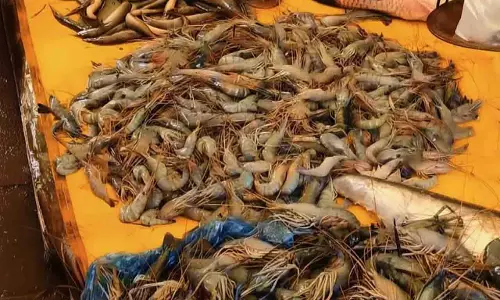 Koraput: गणतंत्र दिवस पर नॉन-वेज बिक्री पर 1 दिन का रोक