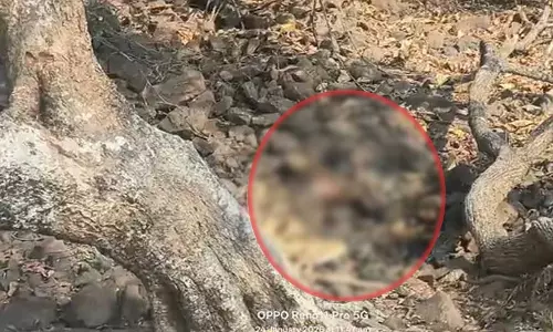 जंगल में महिला का सड़ा-गला शव मिला, पहचान KL टैटू से हुई