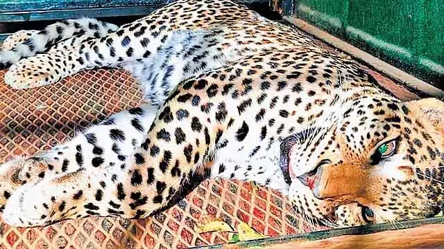 Male महादेश्वर पहाड़ी पर एक श्रद्धालु को मारने वाले तेंदुए को आखिरकार पकड़ लिया गया है Male महादेश्वर पहाड़ी पर एक श्रद्धालु को मारने वाले तेंदुए को आखिरकार पकड़ लिया गया है