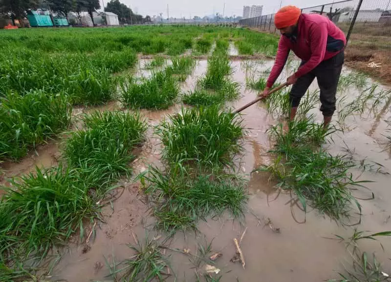Punjab: तेज हवाएं टमाटर उत्पादकों के लिए चिंता का विषय हैं Punjab: तेज हवाएं टमाटर उत्पादकों के लिए चिंता का विषय हैं