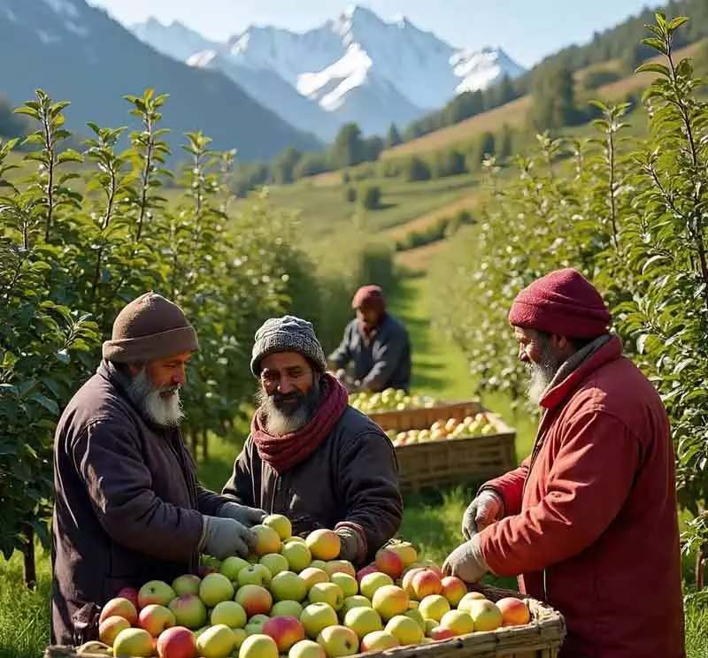 Kashmir के फल उत्पादकों ने 2025 के नुकसान के लिए मुआवज़े और बजटीय सहायता की मांग की Kashmir के फल उत्पादकों ने 2025 के नुकसान के लिए मुआवज़े और बजटीय सहायता की मांग की