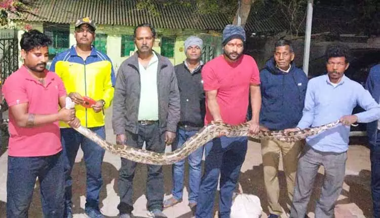 Angul village से दो रॉक अजगरों को बचाया गया Angul village से दो रॉक अजगरों को बचाया गया