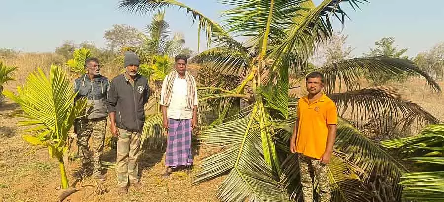 Harohalli : हाथी के हमले से केले, सुपारी और नारियल की फसलें बर्बाद हो गई Harohalli : हाथी के हमले से केले, सुपारी और नारियल की फसलें बर्बाद हो गई
