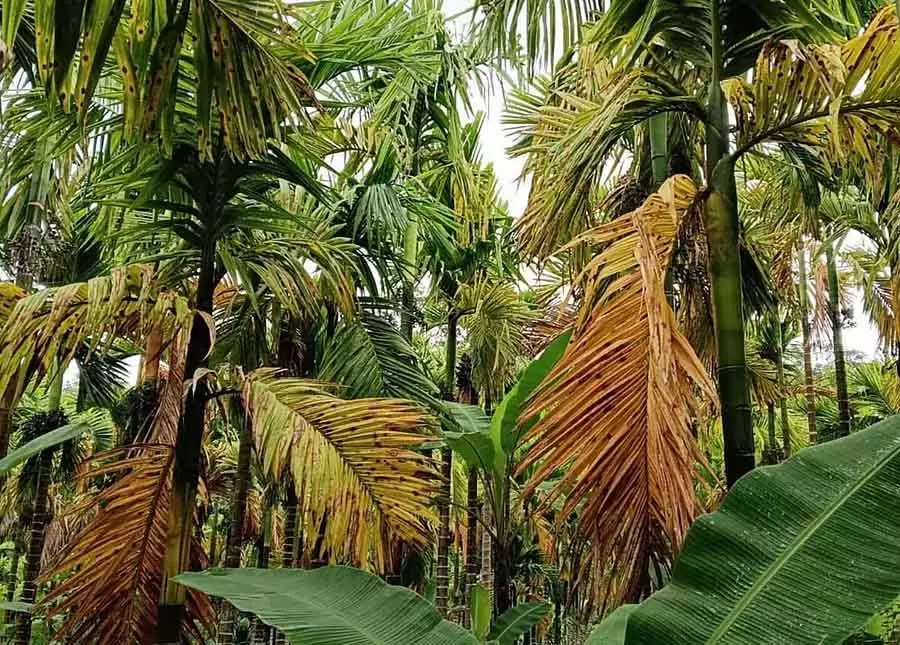 खराब मौसम से खेती पर असर: सुपारी किसान को सरकारी मदद पर भरोसा खराब मौसम से खेती पर असर: सुपारी किसान को सरकारी मदद पर भरोसा