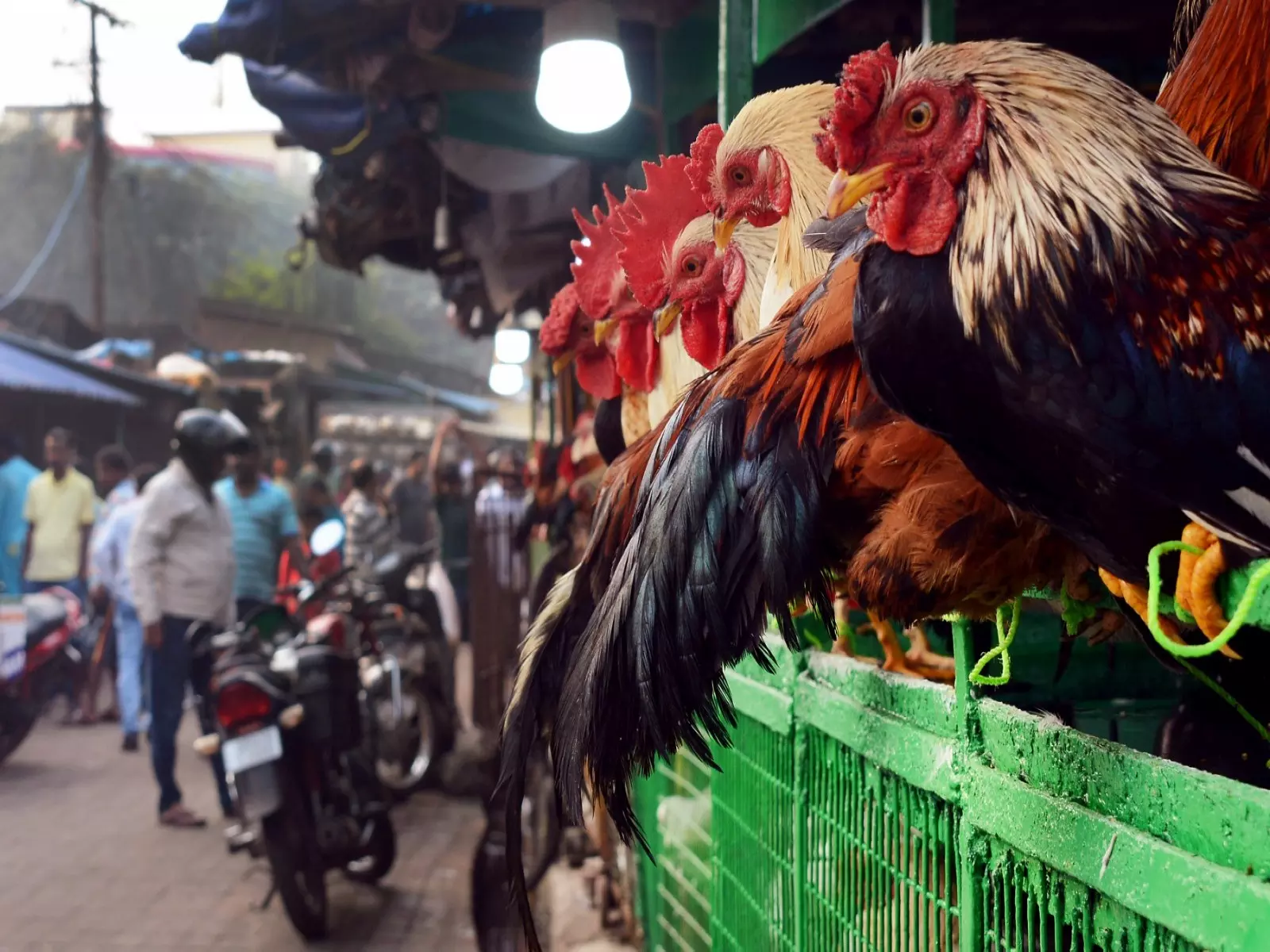 Koraput जिला प्रशासन ने गणतंत्र दिवस पर मांस की बिक्री पर प्रतिबंध लगाने का आदेश दिया Koraput जिला प्रशासन ने गणतंत्र दिवस पर मांस की बिक्री पर प्रतिबंध लगाने का आदेश दिया