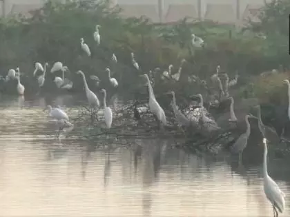 Tamil Nadu: थूथुकुडी में जलपक्षियों की जनगणना शुरू हुई Tamil Nadu: थूथुकुडी में जलपक्षियों की जनगणना शुरू हुई