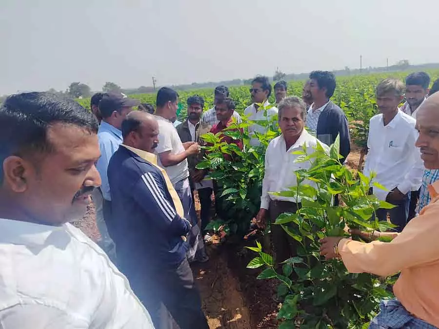 Karnataka : रेशम उगाएं और आर्थिक रूप से मजबूत बनें Karnataka : रेशम उगाएं और आर्थिक रूप से मजबूत बनें