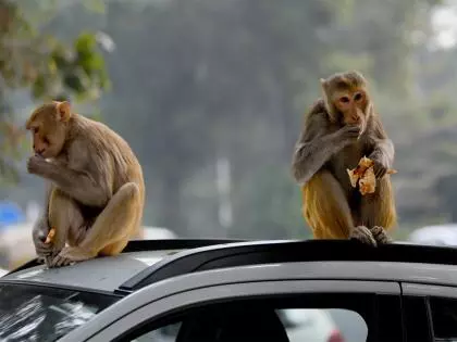 Telangana: कामारेड्डी में बंदरों को ज़हर दिए जाने के बाद पुलिस जांच जारी Telangana: कामारेड्डी में बंदरों को ज़हर दिए जाने के बाद पुलिस जांच जारी