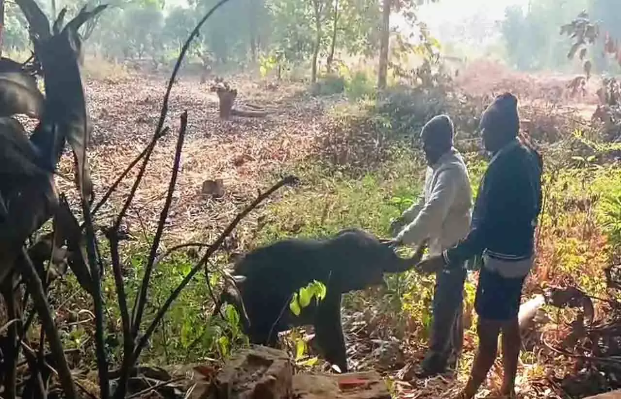 Odisha: मछली पकड़ने के जाल में फंसे हाथी के बच्चे का सफल रेस्क्यू Odisha: मछली पकड़ने के जाल में फंसे हाथी के बच्चे का सफल रेस्क्यू