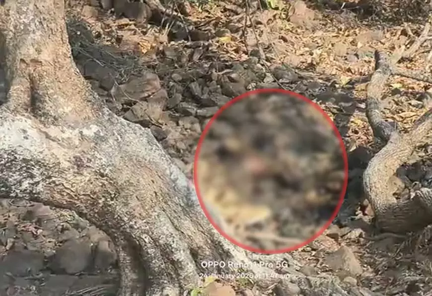 जंगल में महिला का सड़ा-गला शव मिला, पहचान KL टैटू से हुई जंगल में महिला का सड़ा-गला शव मिला, पहचान KL टैटू से हुई
