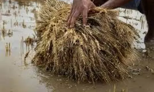 Haryana: माइनर टूटने से 3 सौ एकड़ गेहूं की फसल में भरा पानी, किसानों ने लगाए गंभीर आरोप
