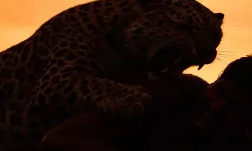 Human-animal conflict : खेत में घुस आए तेंदुए को युवक ने मार डाला