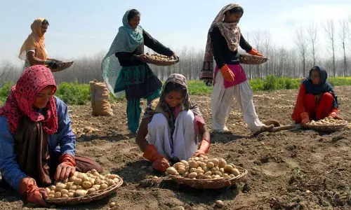 Kapurthala फार्म सेंटर ने आलू बीज बेल्ट में सफलता के बीज बोए