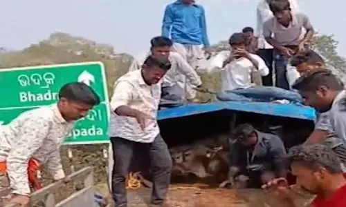 Odisha के भद्रक में ऑयल टैंकर में ले जाए जा रहे मवेशियों को बचाया गया Odisha के भद्रक में ऑयल टैंकर में ले जाए जा रहे मवेशियों को बचाया गया