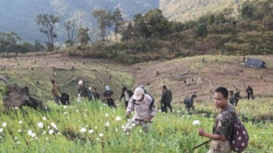 Arunachal के लोंगडिंग में 8 एकड़ में अफीम की खेती नष्ट की गई Arunachal के लोंगडिंग में 8 एकड़ में अफीम की खेती नष्ट की गई