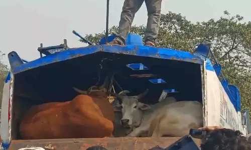 Bhadrak में पशु तस्करी में इस्तेमाल तेल टैंकर पकड़ा, जांच जारी