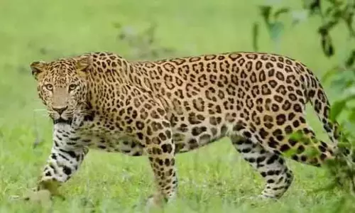 Leopard का हमला: बछड़े की लाश छोड़ने को तैयार नहीं हुई गाय Leopard का हमला: बछड़े की लाश छोड़ने को तैयार नहीं हुई गाय