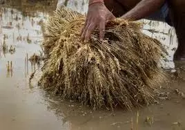 Haryana: माइनर टूटने से 3 सौ एकड़ गेहूं की फसल में भरा पानी, किसानों ने लगाए गंभीर आरोप Haryana: माइनर टूटने से 3 सौ एकड़ गेहूं की फसल में भरा पानी, किसानों ने लगाए गंभीर आरोप