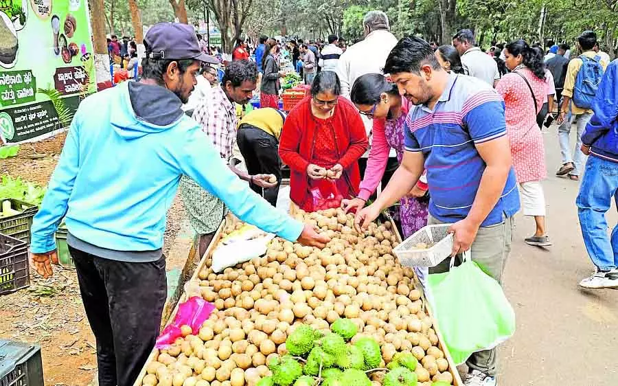 GKVK परिसर में किसान मेला: ताज़े फल, मशरूम ने आगंतुकों को आकर्षित किया GKVK परिसर में किसान मेला: ताज़े फल, मशरूम ने आगंतुकों को आकर्षित किया