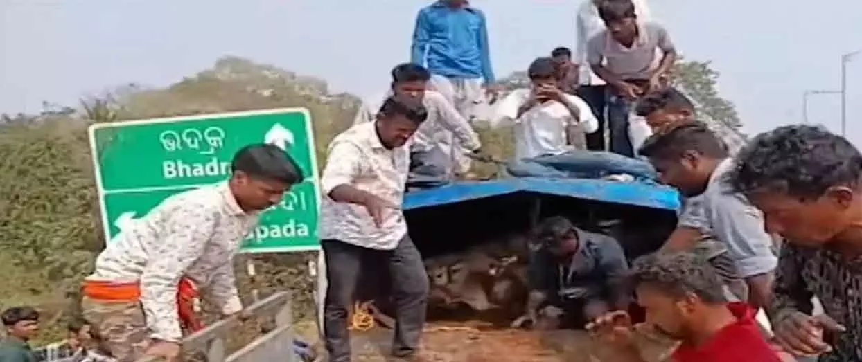 Odisha के भद्रक में ऑयल टैंकर में ले जाए जा रहे मवेशियों को बचाया गया Odisha के भद्रक में ऑयल टैंकर में ले जाए जा रहे मवेशियों को बचाया गया