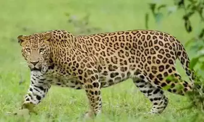 Leopard का हमला: बछड़े की लाश छोड़ने को तैयार नहीं हुई गाय Leopard का हमला: बछड़े की लाश छोड़ने को तैयार नहीं हुई गाय