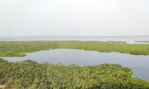 जलवायु परिवर्तन, प्रदूषण के कारण Harike Wetland में प्रवासी पक्षियों का आगमन प्रभावित हुआ