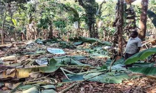 Kerala : हाथियों के एक झुंड ने केले के बागान को तबाह कर दिया Kerala : हाथियों के एक झुंड ने केले के बागान को तबाह कर दिया