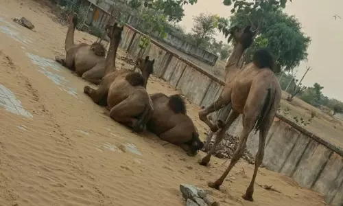 Hisar: ऊंट तस्करी की कोशिश नाकाम, पिकअप जब्त Hisar: ऊंट तस्करी की कोशिश नाकाम, पिकअप जब्त