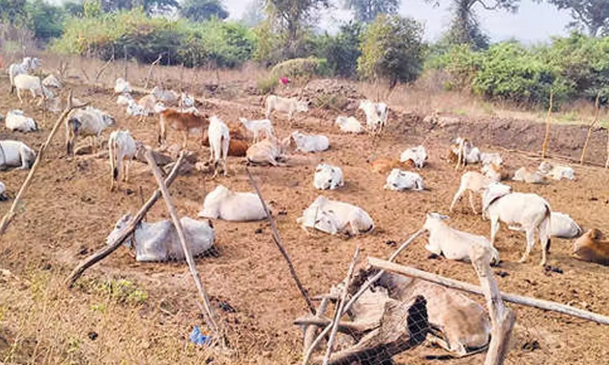 Telangana: भूपालपल्ली के जंगल वाले गांवों में पशुपालन ग्रामीण जीवन को बदल रहा है Telangana: भूपालपल्ली के जंगल वाले गांवों में पशुपालन ग्रामीण जीवन को बदल रहा है