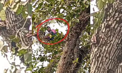 कदम के पेड़ पर चढ़कर युवक ने Police Officer को परेशान किया, शराब की पेशकश की कदम के पेड़ पर चढ़कर युवक ने Police Officer को परेशान किया, शराब की पेशकश की