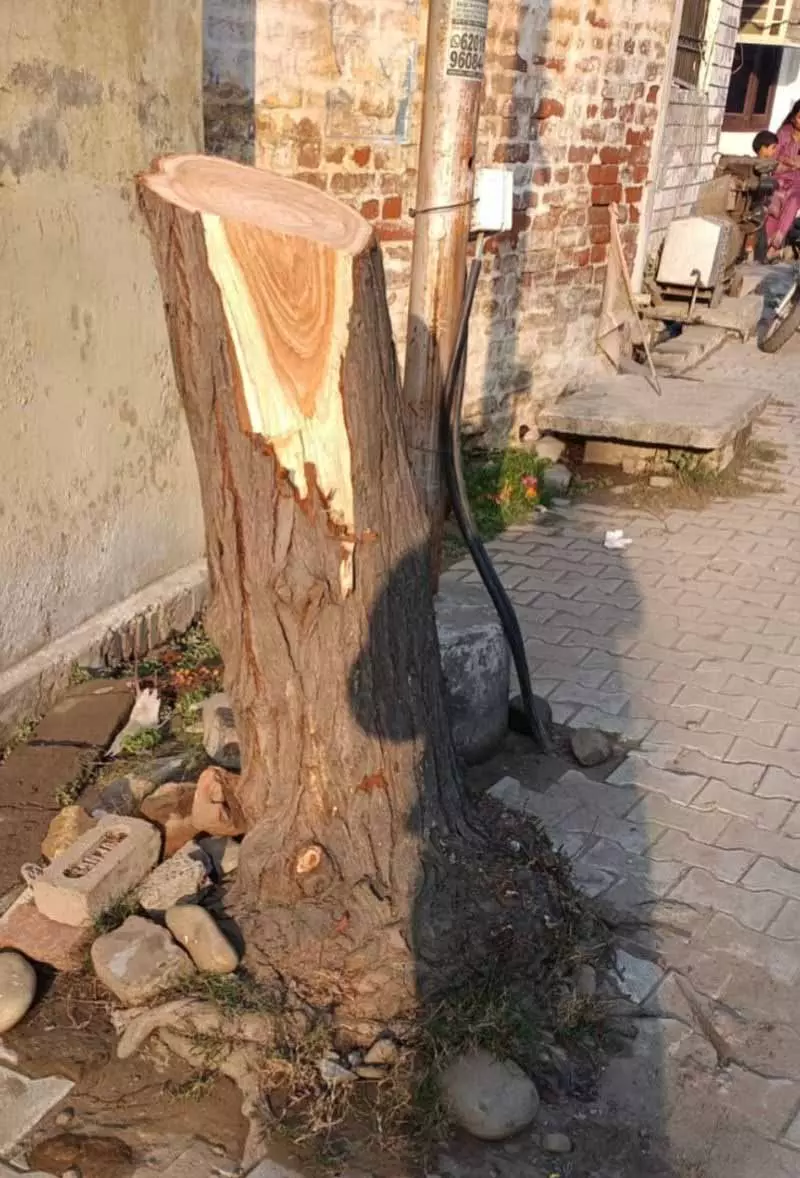 हाईकोर्ट की फटकार के बावजूद Punjab CM के चुनाव क्षेत्र धुरी में बड़े पेड़ काटे गए हाईकोर्ट की फटकार के बावजूद Punjab CM के चुनाव क्षेत्र धुरी में बड़े पेड़ काटे गए