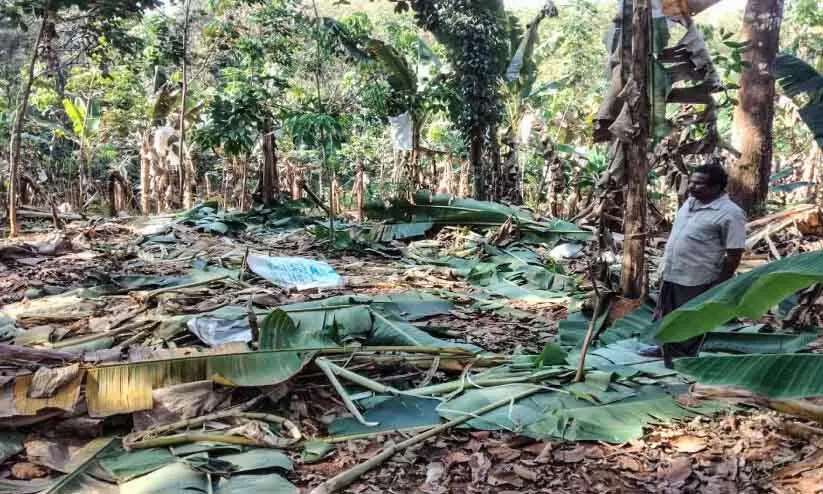 Kerala : हाथियों के एक झुंड ने केले के बागान को तबाह कर दिया Kerala : हाथियों के एक झुंड ने केले के बागान को तबाह कर दिया