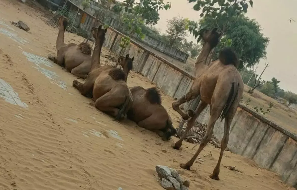 Hisar: ऊंट तस्करी की कोशिश नाकाम, पिकअप जब्त Hisar: ऊंट तस्करी की कोशिश नाकाम, पिकअप जब्त