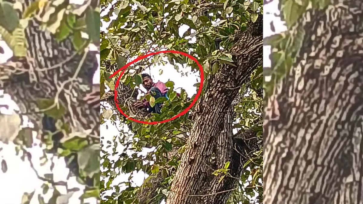 कदम के पेड़ पर चढ़कर युवक ने Police Officer को परेशान किया, शराब की पेशकश की कदम के पेड़ पर चढ़कर युवक ने Police Officer को परेशान किया, शराब की पेशकश की