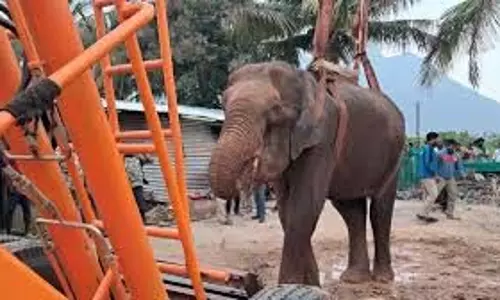 Tamil Nadu: कीचड़ में फंसी जंगली हाथी, वन कर्मियों ने बचाया Tamil Nadu: कीचड़ में फंसी जंगली हाथी, वन कर्मियों ने बचाया