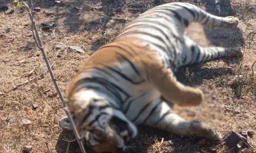 Mp News: पेंच टाइगर रिजर्व में मादा बाघ शावक की मौत Mp News: पेंच टाइगर रिजर्व में मादा बाघ शावक की मौत