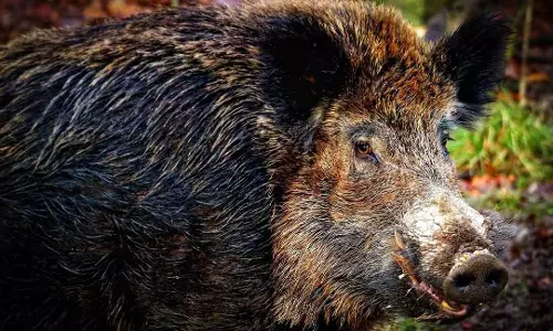 Odisha : कंधमाल में जंगली सूअर के हमले में तीन लोग घायल, एक की हालत गंभीर
