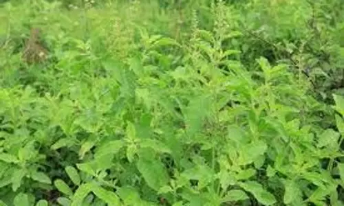 Tulsi Plant Growth:तुलसी का पौधा सूख रहा है तो गमले में डाल दें घर में तैयार की गई ये खाद Tulsi Plant Growth:तुलसी का पौधा सूख रहा है तो गमले में डाल दें घर में तैयार की गई ये खाद