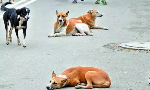 Khairatabad में आवारा कुत्ते ने लड़की पर हमला किया Khairatabad में आवारा कुत्ते ने लड़की पर हमला किया