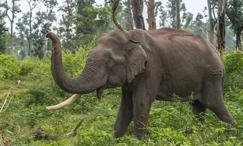 Odisha में हाथी के शव को 32 टुकड़ों में काटकर अलग-अलग जगहों पर दफनाया गया Odisha में हाथी के शव को 32 टुकड़ों में काटकर अलग-अलग जगहों पर दफनाया गया