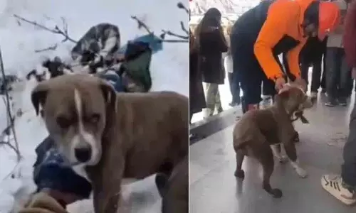Himachal में बर्फबारी में मालिक की मौत, पिटबुल 4 दिनों तक पहरा देता रहा