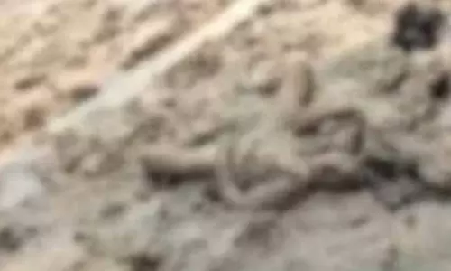जांजगीर में युवती की हत्या, अर्धनग्न हालत में मिली लाश