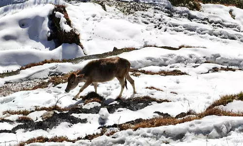 Himachal: मौसम विज्ञान विभाग ने कई जिलों के लिए मध्यम बारिश और बर्फबारी की चेतावनी जारी की Himachal: मौसम विज्ञान विभाग ने कई जिलों के लिए मध्यम बारिश और बर्फबारी की चेतावनी जारी की