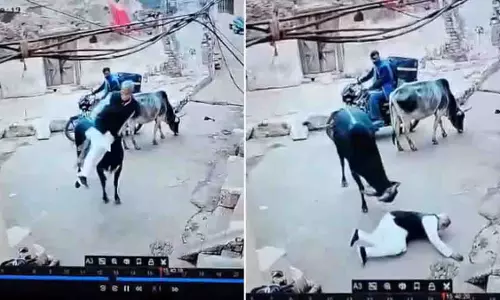Chhatarpur में आवारा सांड ने 60 साल के व्यक्ति पर हमला किया