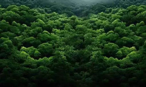 78,000 Hectares जंगल खत्म हो गए, सुप्रीम कोर्ट के हलफनामे से खुलासा हुआ 78,000 Hectares जंगल खत्म हो गए, सुप्रीम कोर्ट के हलफनामे से खुलासा हुआ
