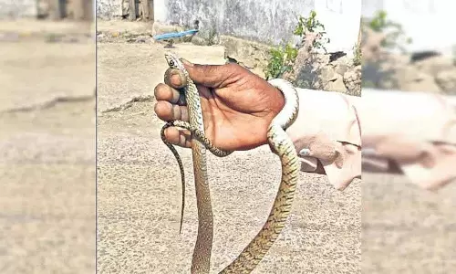 Adilabad के स्कूल में घुसा सांप, छात्रों और अभिभावकों में दहशत