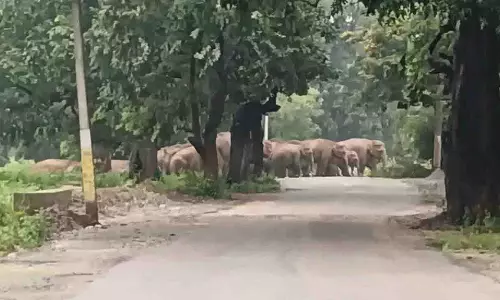 Bolangir में एक मादा हाथी मृत पाई गई, वन विभाग ने जांच शुरू की Bolangir में एक मादा हाथी मृत पाई गई, वन विभाग ने जांच शुरू की